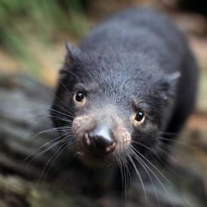 Come Face To Face With Australia's Wildlife - Wild Life Sydney Zoo